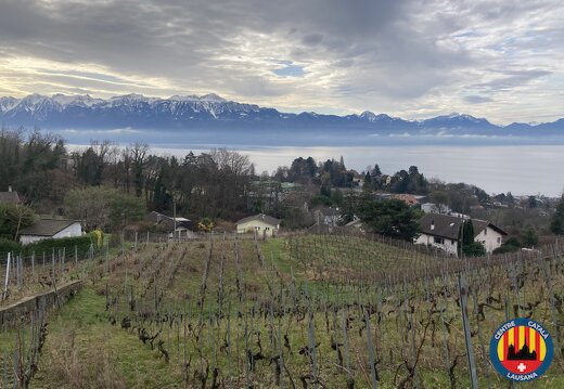 20260222 Recollida de sarments 01