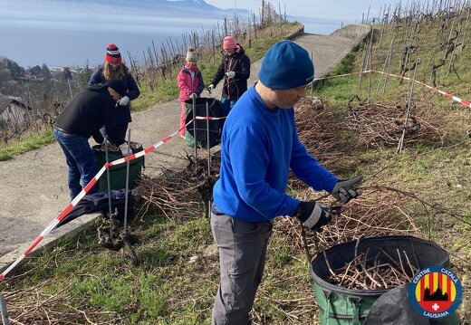 20260222 Recollida de sarments 02