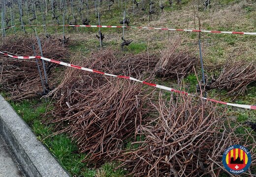 20260222 Recollida de sarments 05